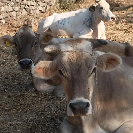 La Croisette - Dorgali
